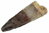 Fossil Spinosaurus Tooth - Feeding Worn Tooth #367954-1
